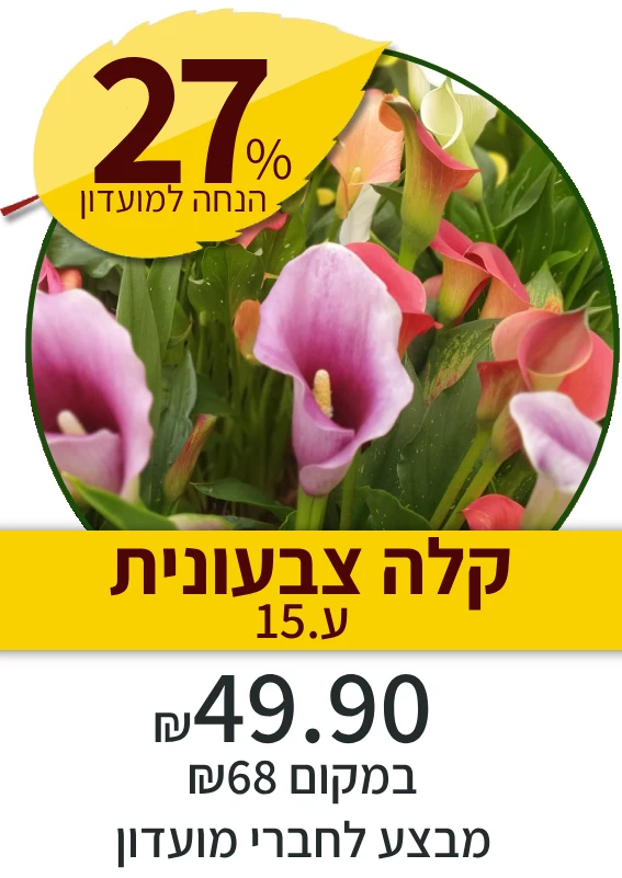 קלה צבעונית